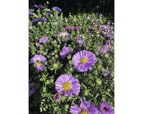 Nahaufnahme von lila Herbstastern im Gartenbeet