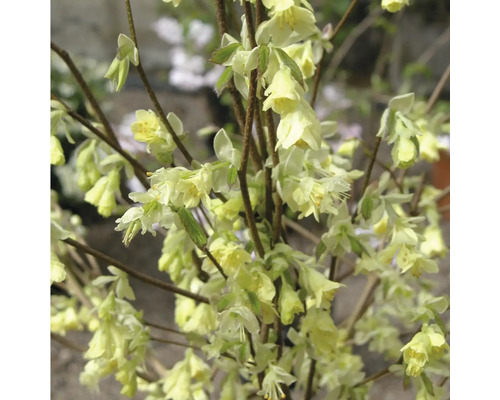 Blühende Scheineller im Detailansicht
