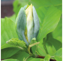 Nahaufnahme einer ungeöffneten Magnolienblüte zwischen grünen Blättern
