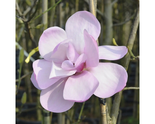 Nahaufnahme einer einzelnen Magnolienblüte