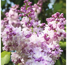 Nahaufnahme von Fliederblüten