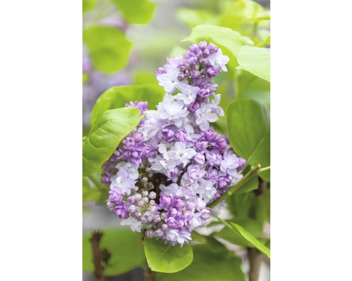 Edelflieder FloraSelf Syringa vulgaris 'Taras Bulba' H 40-60 cm Co 3 L gefüllte, duftende Blüte Nahaufnahme einer blühenden Fliederpflanze mit grünen Blättern