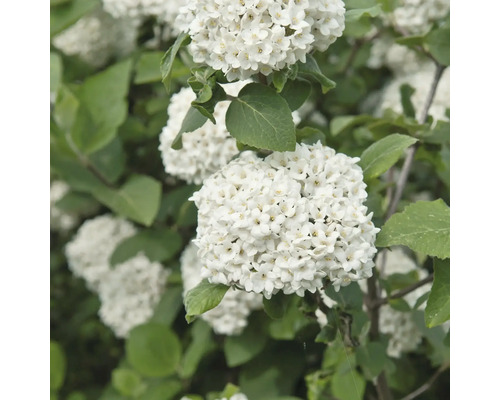 Schneeballblüten an einem Strauch
