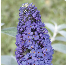 Nahaufnahme einer blühenden Schmetterlingsflieder-Blume