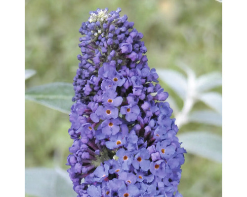 Nahaufnahme einer blühenden Schmetterlingsflieder-Blume