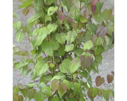 Nahaufnahme einer Kletterpflanze mit herzförmigen Blättern