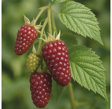 Brombeeren am Strauch mit Blättern