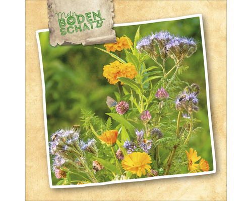 Illustration von einer Mischung aus Ringelblumen, Phacelia und Klee, die Bienen und Schmetterlinge anzieht, mit dem Schriftzug Mein Bodenschatz