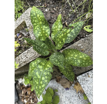 Lungenkrautpflanze mit gefleckten Blättern im Garten
