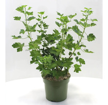 Stachelbeere im Topf mit grünen Blättern.