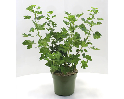 Stachelbeere im Topf mit grünen Blättern.