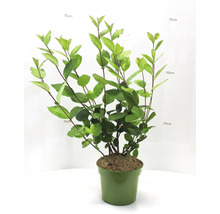 Aronia Pflanze im Topf