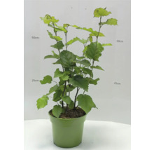 Haselnussstrauch in einem Topf