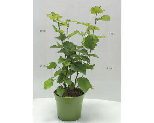 Haselnussstrauch in einem Topf