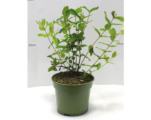 Geißblatt Pflanze im Topf