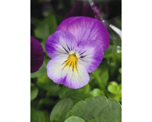 Nahaufnahme einer Veilchenblume im Garten