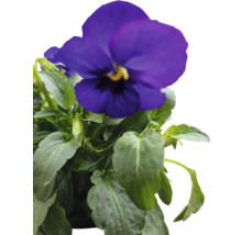 Blauer Stiefmütterchen mit grünen Blättern.