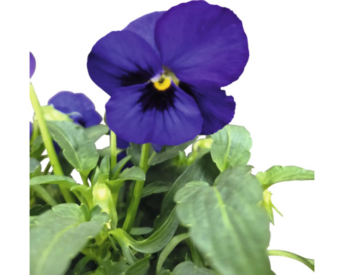 Blühendes Stiefmütterchen mit grünen Blättern