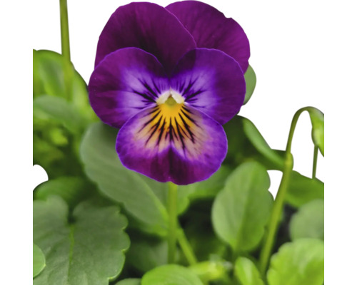 Veilchenblume mit Blättern