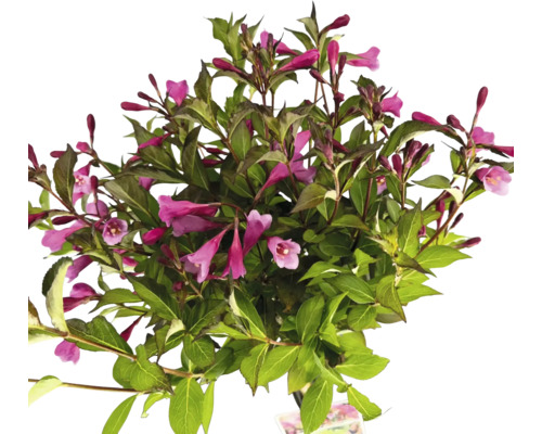 Blühender Weigelienstrauch mit grünen Blättern