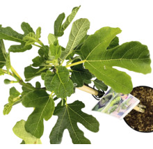 Feigenbaum im Topf mit grünen Blättern
