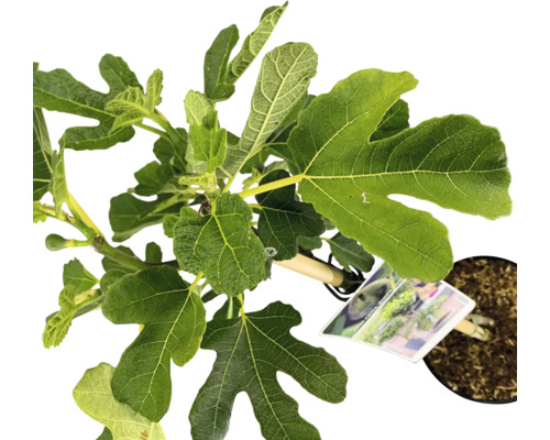 Feigenbaum im Topf mit grünen Blättern