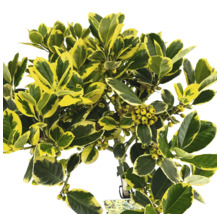 Immergrüner Spindelstrauch mit gelbgrünen Blättern und gelben Beeren