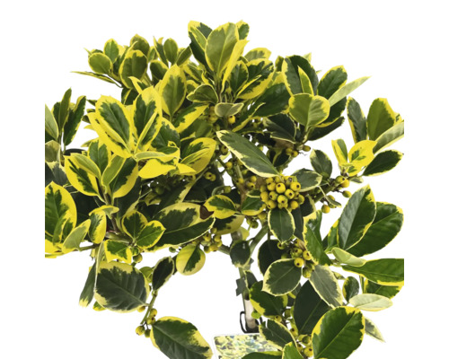 Immergrüner Spindelstrauch mit gelbgrünen Blättern und gelben Beeren