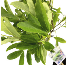 Magnolienpflanze mit grünen Blättern im Topf