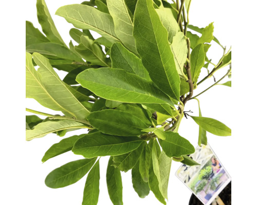Magnolienpflanze mit grünen Blättern im Topf