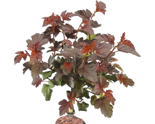 Blasenstrauch mit dunklen Blättern.