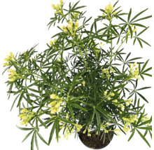 Gelb blühende Zimmerpflanze in einem Topf