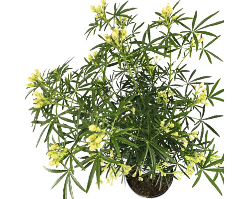 Gelb blühende Zimmerpflanze in einem Topf