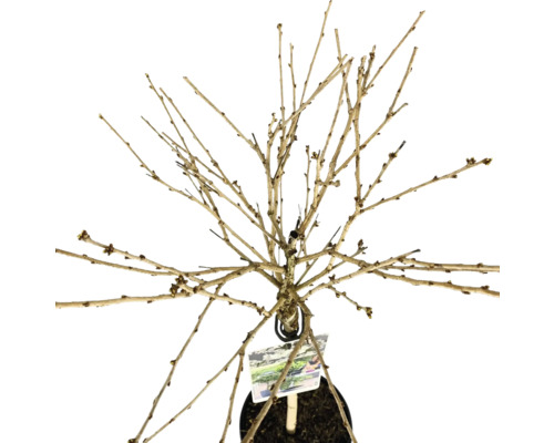 Baum ohne Blätter im Topf