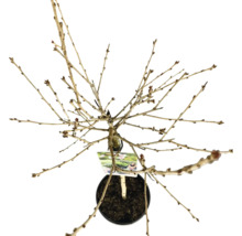 Laubbaum im Topf von oben