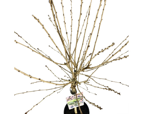 Laubgehölz im Topf ohne Blätter und Blüten.