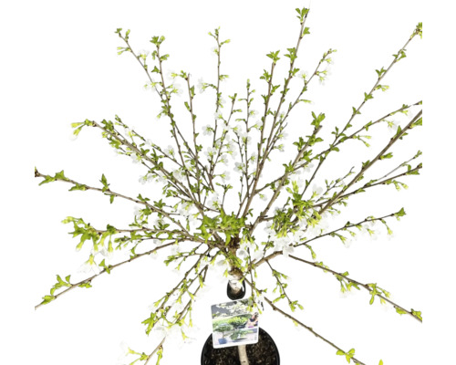 Hochstamm-Zierkirsche im Topf mit jungen Blättern und weißen Blüten