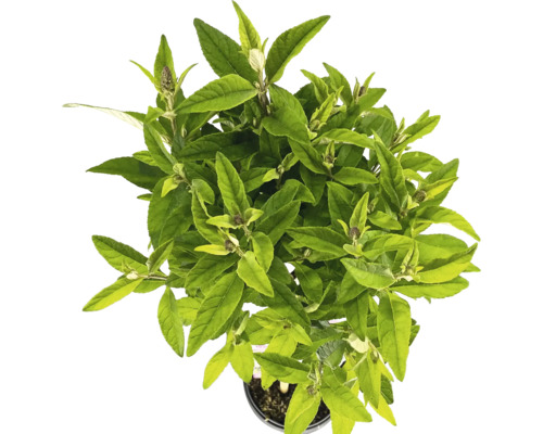 Topansicht einer Buddleja-Pflanze im Topf