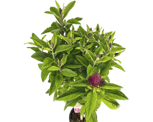 Schmetterlingsflieder mit Blättern und Blütenknospen im Topf