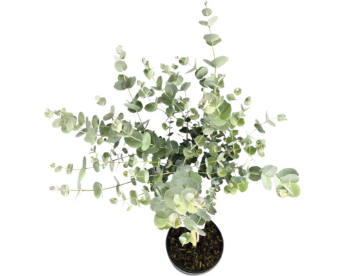 Eukalyptusbaum in einem Topf von oben