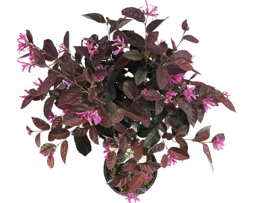 Loropetalum chinense mit rosa Blüten im Topf
