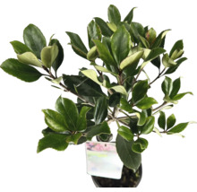 Japanische Azalee im Topf mit grünen Blättern