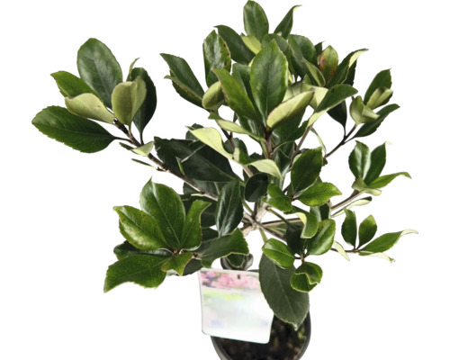 Japanische Azalee im Topf mit grünen Blättern