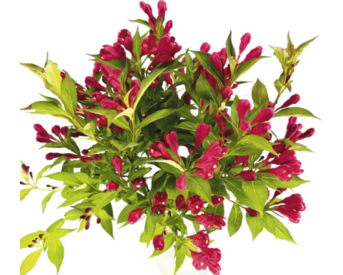 Blühender Weigelienstrauch mit roten Blüten und grünen Blättern