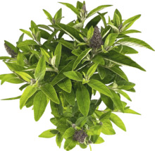 Buddleja Pflanze mit grünen Blättern und Blütenständen