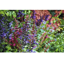 Nahaufnahme von blühenden Salbeipflanzen im Garten