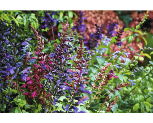 Nahaufnahme von blühenden Salbeipflanzen im Garten