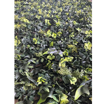 Künstliche Pflanzenwand mit verschiedenen grünen Blättern.