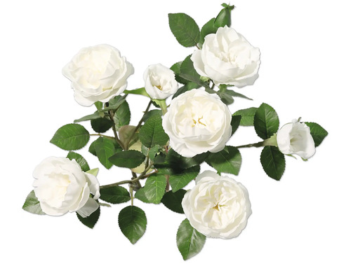 Strauß weißer Rosen mit grünen Blättern