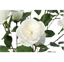 Nahaufnahme einer weißen Rosenblüte mit grünen Blättern